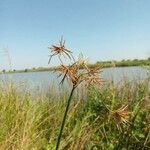 Cyperus articulatus Leaf