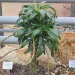 Tylecodon paniculatus Облик