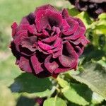 Rosa x odorata Fula