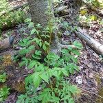 Aralia hispida Folha