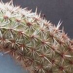 Haageocereus decumbens List
