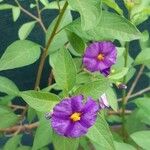 Lycianthes rantonnetii Flower