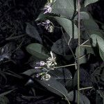 Solanum endopogon Yeri