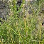Baccharis sarothroides Hoja