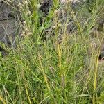 Baccharis sarothroides Leaf