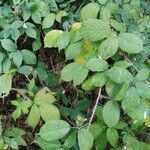 Rubus koehleri 葉