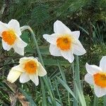 Narcissus × medioluteus Blomma