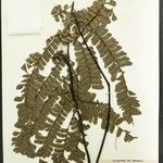 Adiantum terminatum Folha