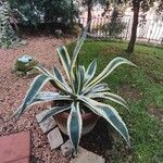 Agave americana Φύλλο