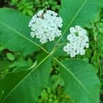 Asclepias variegata Květ