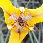 Cypella herbertii Flor