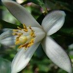 Citrus × aurantium Blomma