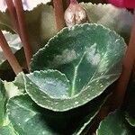 Cyclamen repandum Folha