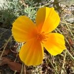 Eschscholzia caespitosa Virág