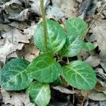 Pyrola picta Leaf