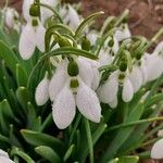 Galanthus plicatus花