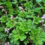 Saxifraga x urbium D.A.WebbLeaf