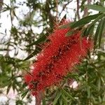 Melaleuca viminalisFlower