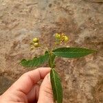 Lysimachia vulgarisFruto