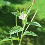 Epilobium roseum Lehti