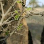 Acacia tortilis Leaf