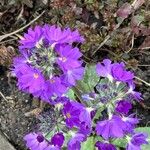 Primula denticulata Flower