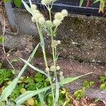 Eryngium yuccifolium Foglia