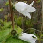 Campanula alliariifolia 花