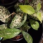 Dracaena surculosa 葉