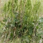 Rumex confertus Frunză