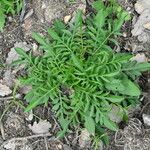 Serratula tinctoria Fuelha