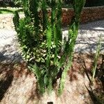 Euphorbia neriifolia Hoja