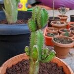 Acanthocereus tetragonus Листок