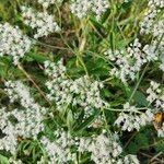 Eupatorium serotinumFlower