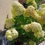 Hydrangea paniculata Habit