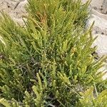 Arthrocnemum macrostachyum Likasa