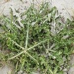 Cirsium acaulon 形態