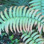 Blechnum cordatum മറ്റ്