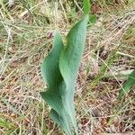 Bupleurum rigidum Leaf