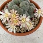 Rebutia heliosa Flower