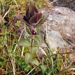 Bartsia alpina Blüte