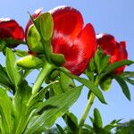 Paeonia peregrina Flower