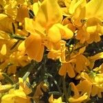 Genista lydia Lorea