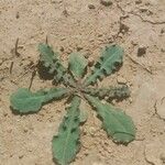 Launaea capitata Feuille