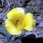 Calochortus aureus Цвят