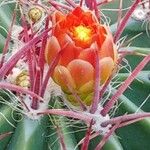 Ferocactus emoryi Flor