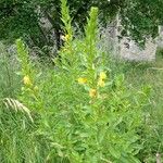 Oenothera villosa Συνήθη χαρακτηριστικά