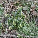 Mercurialis perennis Flower