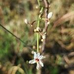 Moringa peregrina Blüte