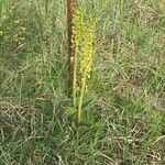 Neottia ovata Flower